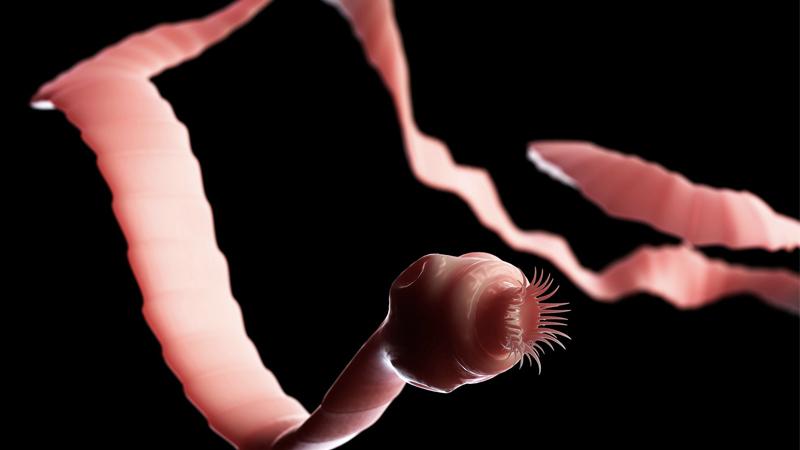Thịt lợn nhiễm sán dây có thực sự nguy hiểm cho sức khỏe? Cách phát hiện chính xác