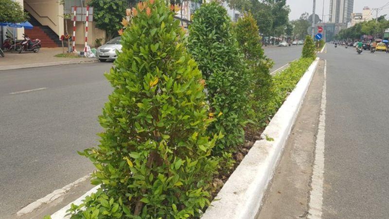 Khám phá ý nghĩa phong thủy của cây hồng lộc cùng hướng dẫn chi tiết cách trồng và chăm sóc đúng chuẩn.