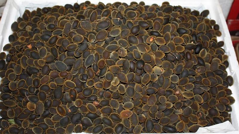Tác dụng chữa bệnh nổi bật của xay nhung