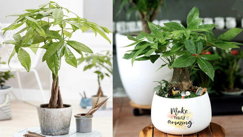 Tuổi Sửu nên chọn cây gì để thu hút tài lộc và mang ý nghĩa phong thủy sâu sắc?