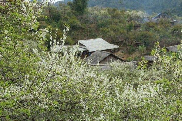 Top 8 địa điểm du lịch lý tưởng ngắm hoa đào, hoa mận tuyệt đẹp dịp Tết Nguyên Đán