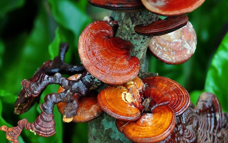 Khám phá nấm linh chi: Công dụng tuyệt vời và cách sử dụng hiệu quả để chăm sóc sức khỏe