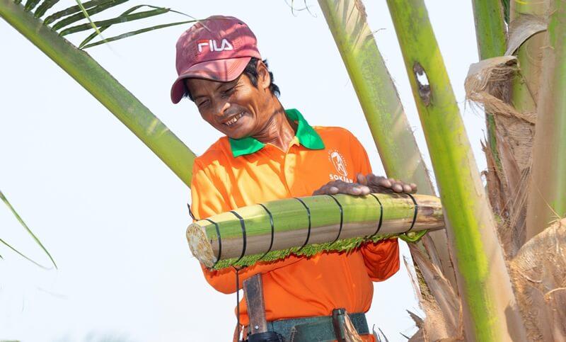 Mật hoa dừa là một loại nguyên liệu quý giá, được chiết xuất từ hoa dừa, mang lại những công dụng tuyệt vời cho sức khỏe mà bạn có thể chưa biết đến.