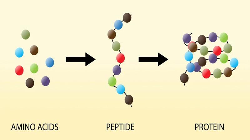 Khám phá peptide và những lợi ích tuyệt vời mà nó mang lại cho làn da
