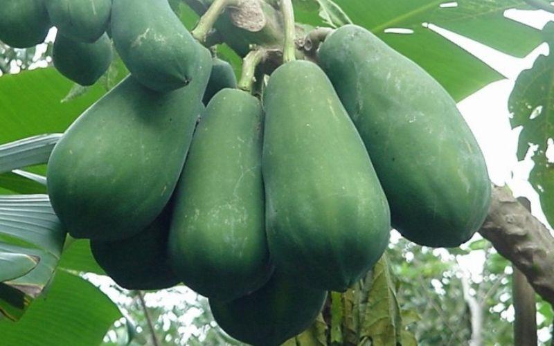 Chỉ với một trái đu đủ xanh, bạn có thể trị mụn cóc hiệu quả mà không cần tốn quá nhiều tiền.