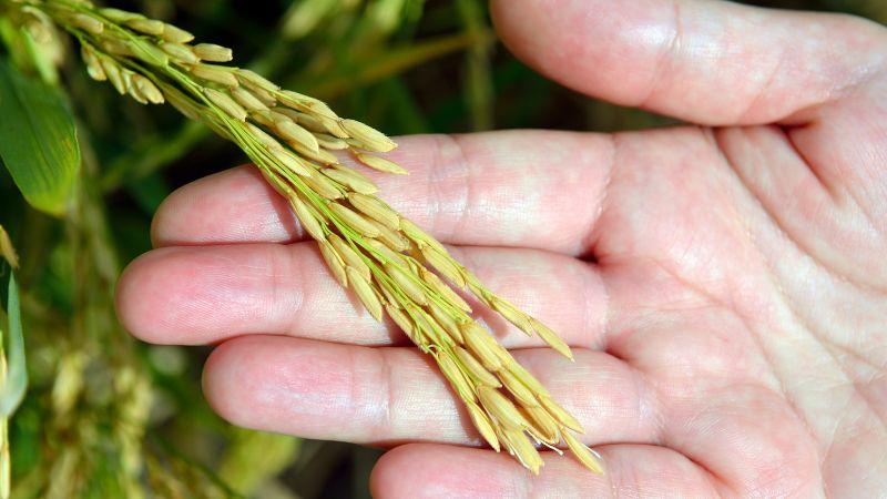 Giá lúa gạo ngày 11/7/2023: Lúa Đài thơm 8 ghi nhận mức tăng trở lại 100 đồng/kg