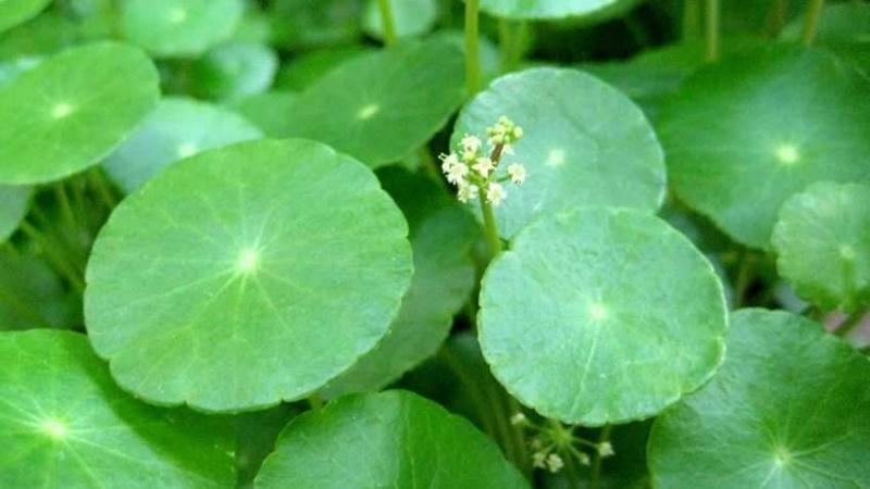 Cây cỏ đồng tiền: Ý nghĩa, hình ảnh, phương pháp trồng và chăm sóc tại nhà