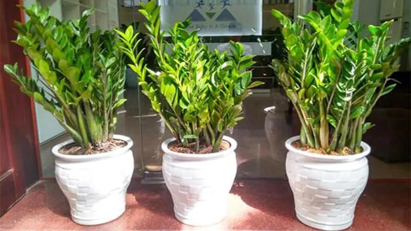 Cây kim tiền: Biểu tượng phong thủy – Ý nghĩa, cách trồng, chăm sóc, giá bán và nơi mua