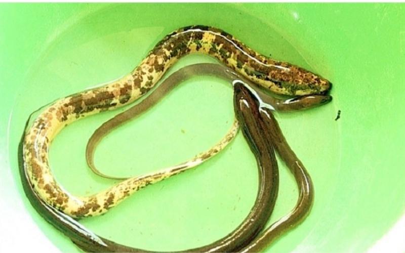 Lươn mang lại những lợi ích gì cho sức khỏe? Cùng khám phá các món ăn từ lươn và tác dụng tuyệt vời của chúng.