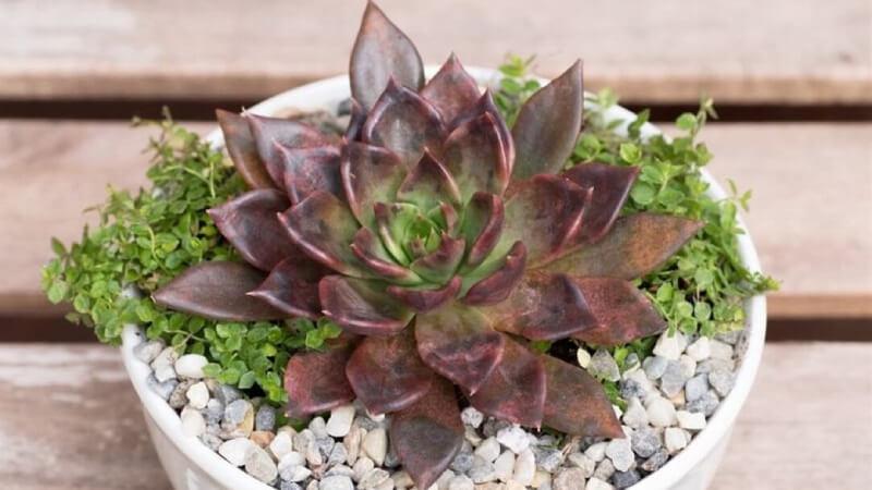 Khám phá ý nghĩa phong thủy của cây sen đá