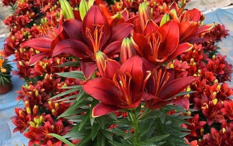 Khám phá vẻ đẹp và kỹ thuật chăm sóc hoa ly lùn để hoa luôn nở rực rỡ
