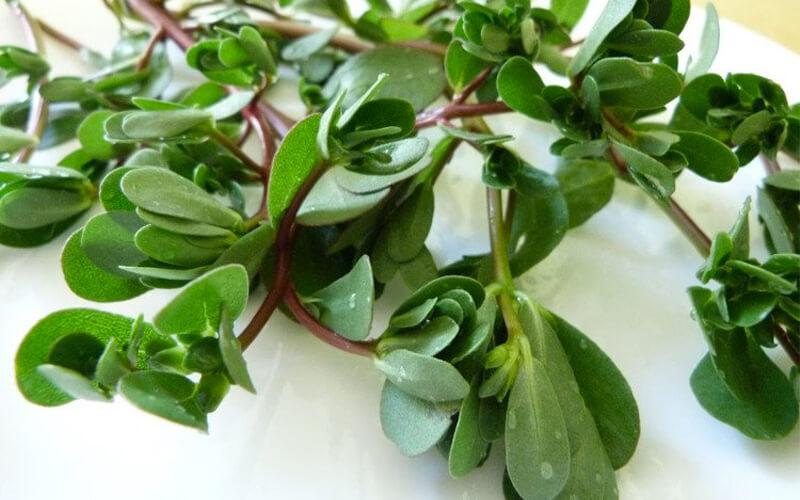 Rau sam là loại thảo dược mang lại nhiều lợi ích sức khỏe bất ngờ. Bạn đã bao giờ tự hỏi rau sam có những công dụng gì đặc biệt chưa? Cùng khám phá ngay trong bài viết này!