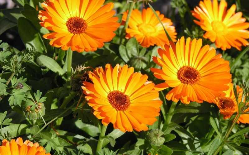 Calendula là gì? Khám phá những tác dụng tuyệt vời của loài hoa này trong việc chăm sóc sắc đẹp mà bạn không thể bỏ qua.