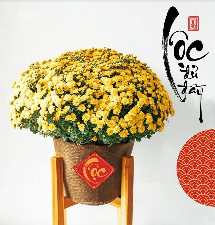 14 Loài hoa tuyệt đẹp mang Tết vào không gian sống
