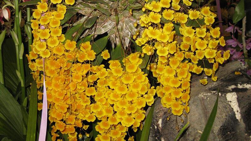Lan Tam Bảo Sắc: Hướng Dẫn Trồng Và Chăm Sóc Để Hoa Nở Rực Rỡ