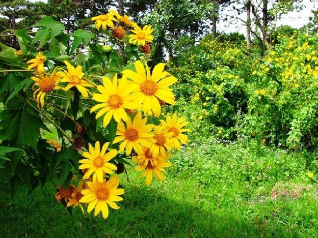 4 Trải nghiệm khó quên khi ghé thăm Đà Lạt vào từng mùa trong năm