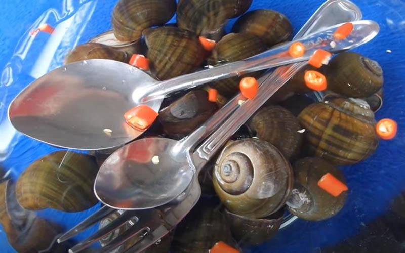 Khám phá ngay bí quyết chế biến ốc xào cay hoàn hảo cho những ngày mưa, khiến hội bạn phải trầm trồ khen ngợi.