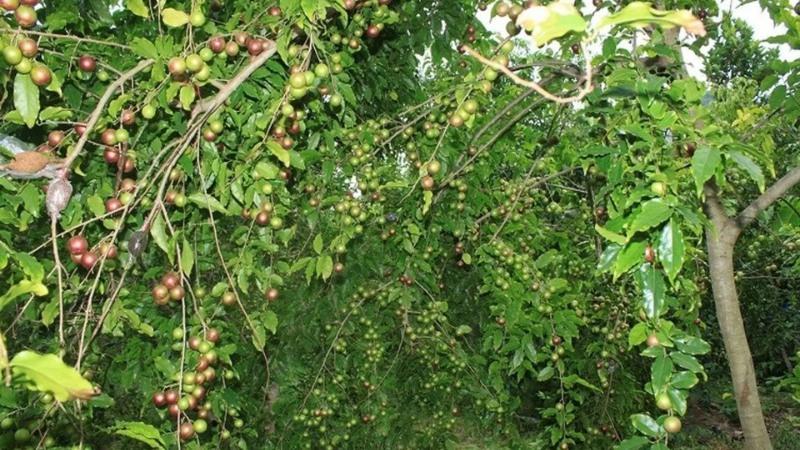 Cây hồng quân: Đặc điểm nổi bật, phân loại, ý nghĩa và cách trồng đơn giản nhưng hiệu quả