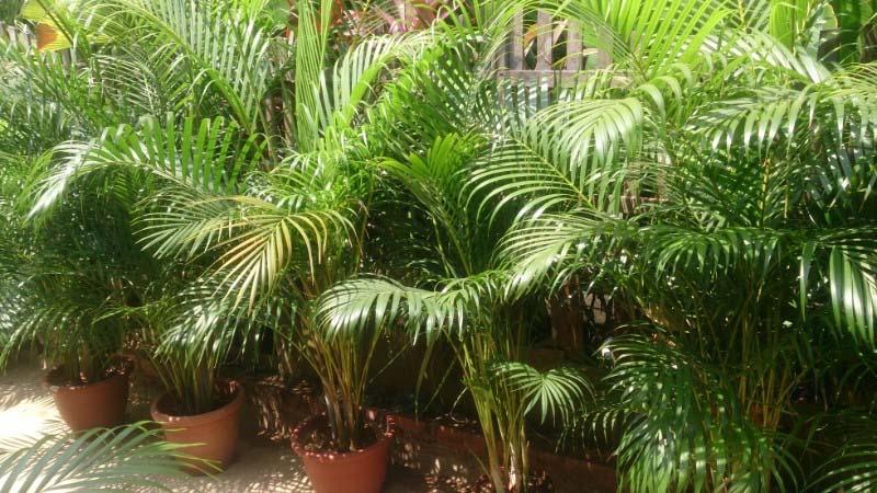 Khám phá ý nghĩa và cách trồng cây dừa cảnh phong thủy để mang lại sự thịnh vượng và may mắn cho không gian sống.