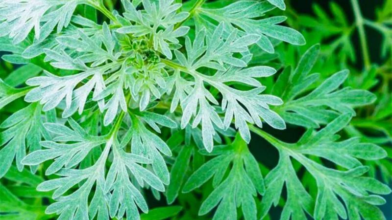 Khám phá những lợi ích và cách sử dụng tinh dầu ngải cứu đúng chuẩn để tận dụng tối đa công dụng tuyệt vời mà nó mang lại cho sức khỏe.