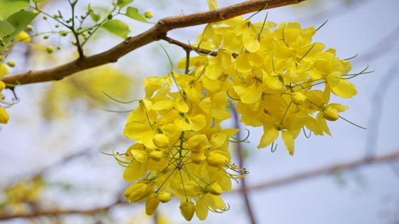 Cây hoa bò cạp vàng: Khám phá ý nghĩa, hình ảnh và cách chăm sóc tại nhà