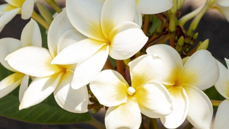 Tinh dầu Monoi là gì? Tìm hiểu công dụng tuyệt vời đối với làn da