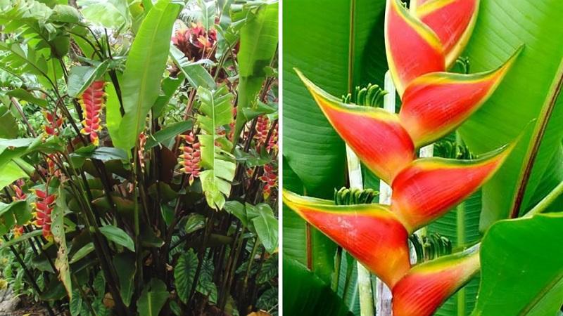 Cây chuối pháo: Ý nghĩa sâu sắc, hình ảnh ấn tượng và bí quyết trồng chăm sóc tại nhà