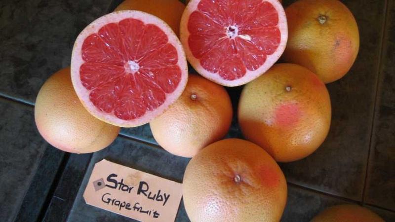 Bưởi chùm (Grapefruit) là gì? Liệu Pomelo và Grapefruit có điểm gì khác biệt? Hãy cùng khám phá câu trả lời qua bài viết này!