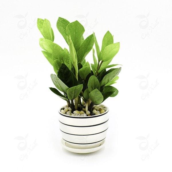 10 Loại cây cảnh mini tuyệt vời cho bàn làm việc