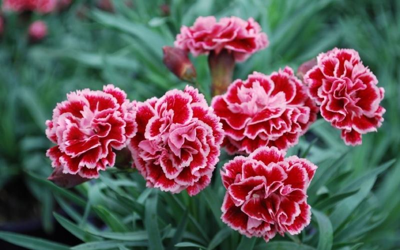 Mỗi tháng trong năm đều mang theo một loài hoa đặc trưng, phản ánh những nét tính cách riêng biệt của mỗi người. Hãy cùng khám phá ý nghĩa sâu sắc của 12 loài hoa tượng trưng cho 12 tháng sinh.