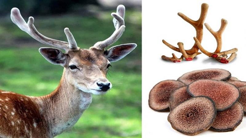 Nhung hươu là gì? Khám phá những công dụng tuyệt vời của nhung hươu đối với sức khỏe con người