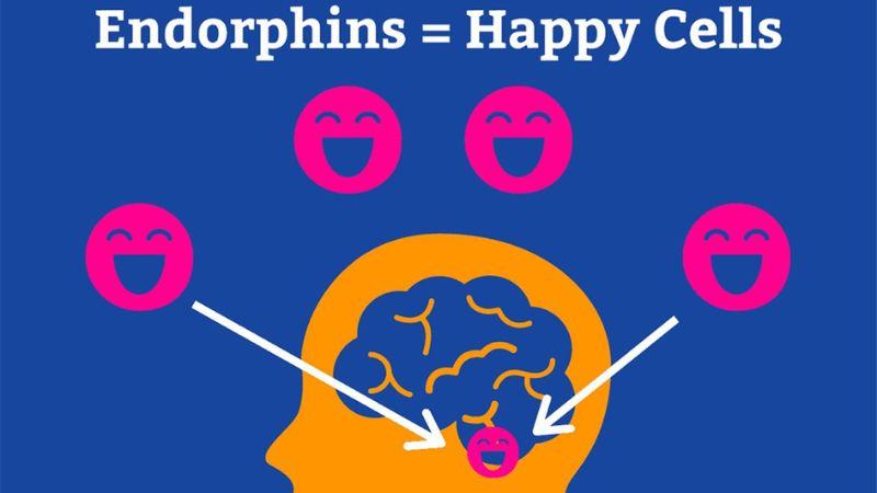 Hormone Endorphin là gì và tại sao chúng ta lại cần nó để duy trì sự cân bằng trong cuộc sống?