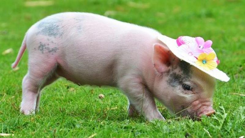 Top 9 Điều kiêng kỵ bạn nhất định phải biết khi du lịch tại các quốc gia Hồi Giáo
