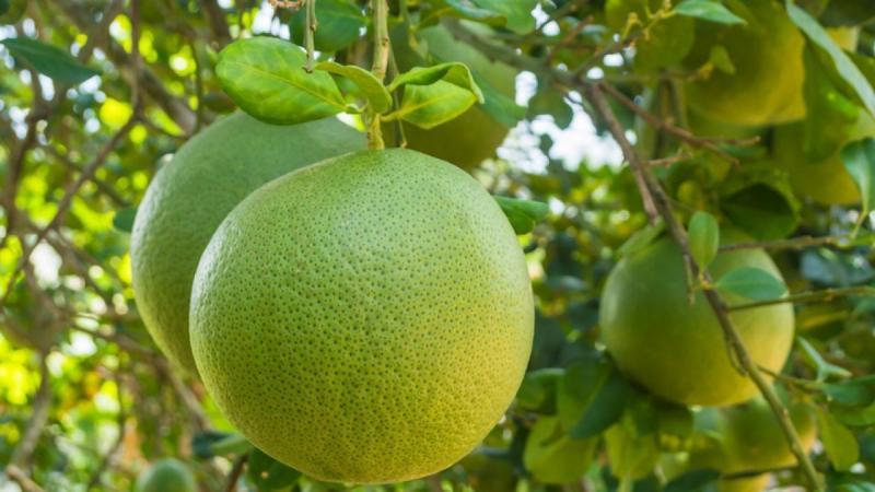 Top 10 loại rau quả giúp duy trì thân hình cân đối và khỏe mạnh