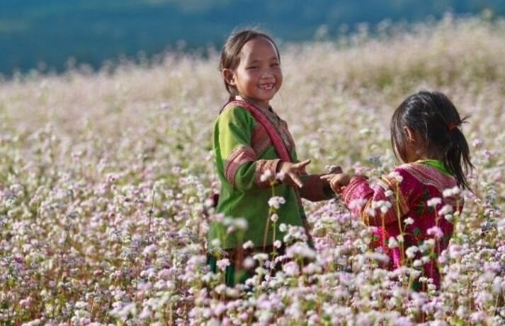 Top 8 địa điểm ngắm hoa tam giác mạch đẹp nhất ở miền Bắc