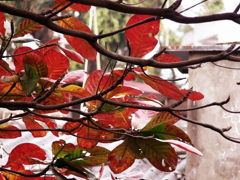 Top 15 Bài Văn Tả Cây Bàng Đặc Sắc Nhất