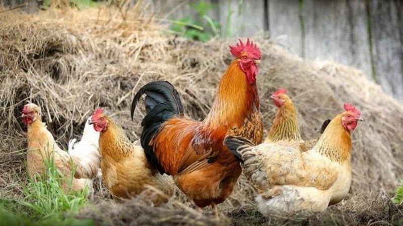 Giá gia cầm ngày 07/03/2022 tiếp tục duy trì mức cao đối với gà, trong khi giá vịt không có sự thay đổi so với trước đây.