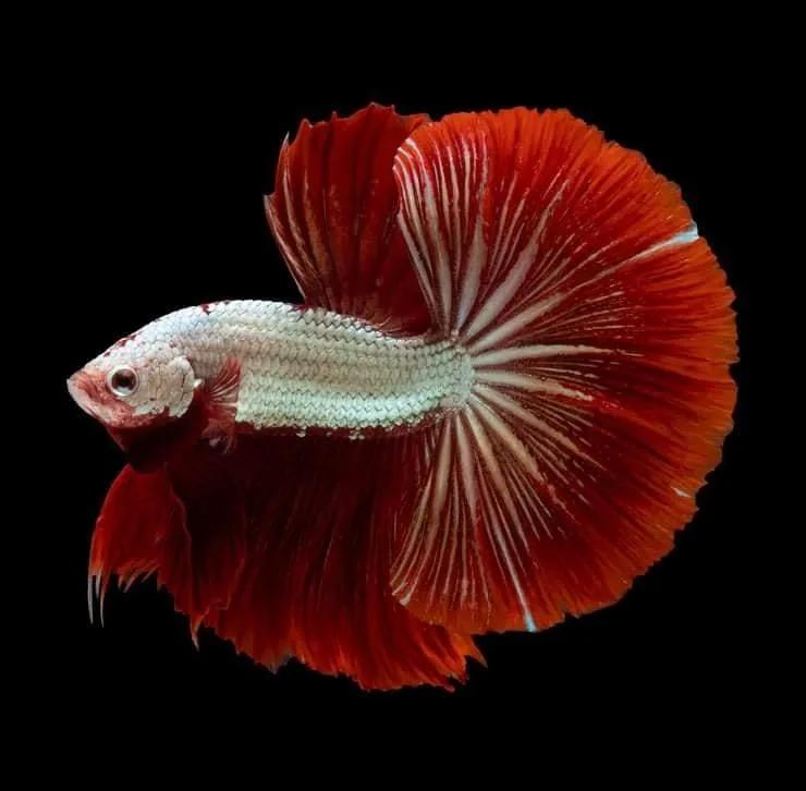 Top 4 địa điểm mua cá cảnh và bể cá đẹp, uy tín nhất tại Bình Định