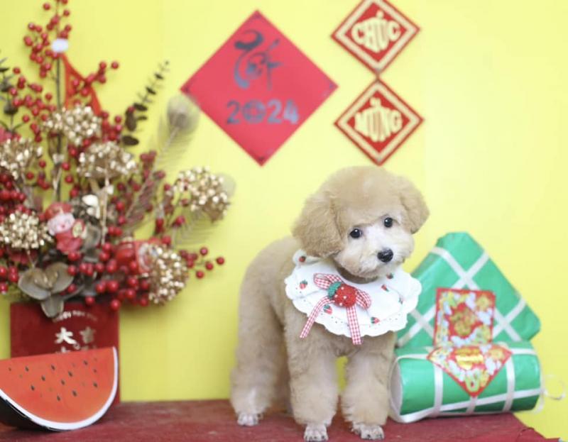 Top 8 địa chỉ cắt tỉa lông thú cưng uy tín nhất tại Bình Dương