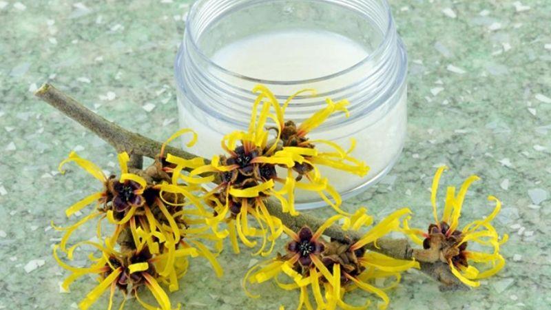 Chiết xuất cây phỉ (Witch Hazel) là gì? Công dụng tuyệt vời của Witch Hazel đối với làn da