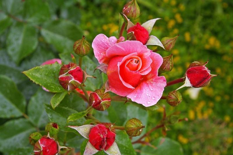 10 thảo dược tự nhiên giúp nuôi dưỡng làn da mịn màng như em bé