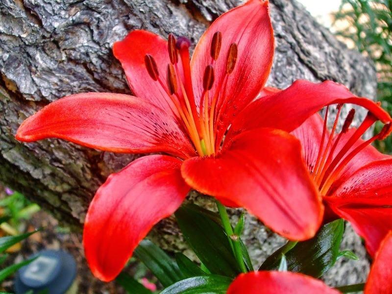 Top 15 loài hoa lãng mạn gắn liền với tình yêu