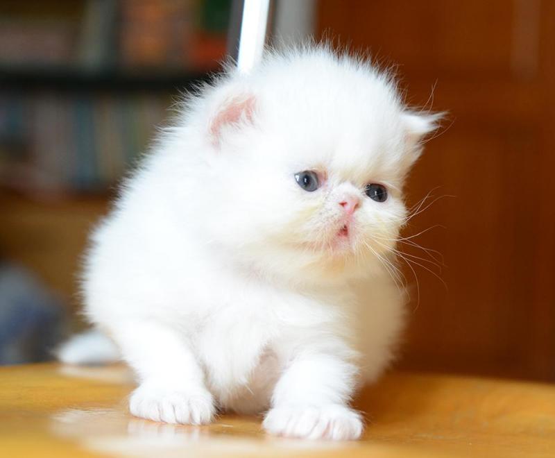 Top 10 chú mèo đáng yêu nhất trên thế giới