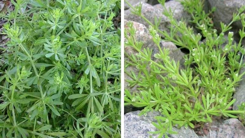 Cây vấn vương là gì? Cùng khám phá những công dụng chữa bệnh kỳ diệu của loại cây này.