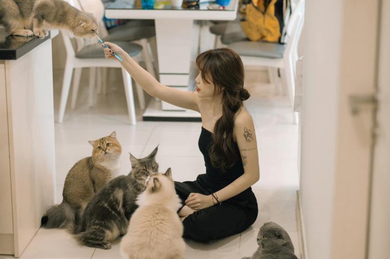 Top 5 cửa hàng bán mèo đẹp, giá phải chăng trên Instagram