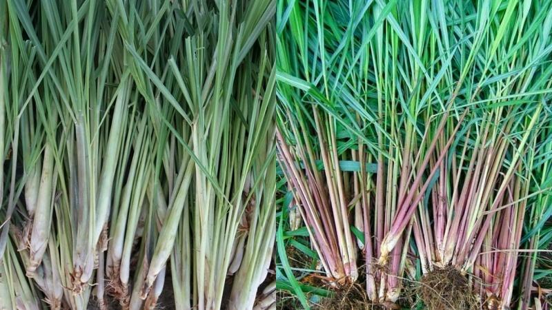 Khám phá những công dụng tuyệt vời của cây sả và lá sả khô đối với sức khỏe
