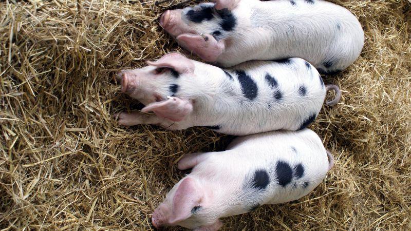 Giá heo hơi ngày 3/10 ghi nhận sự giảm nhẹ 1.000 đồng/kg tại một số địa phương.