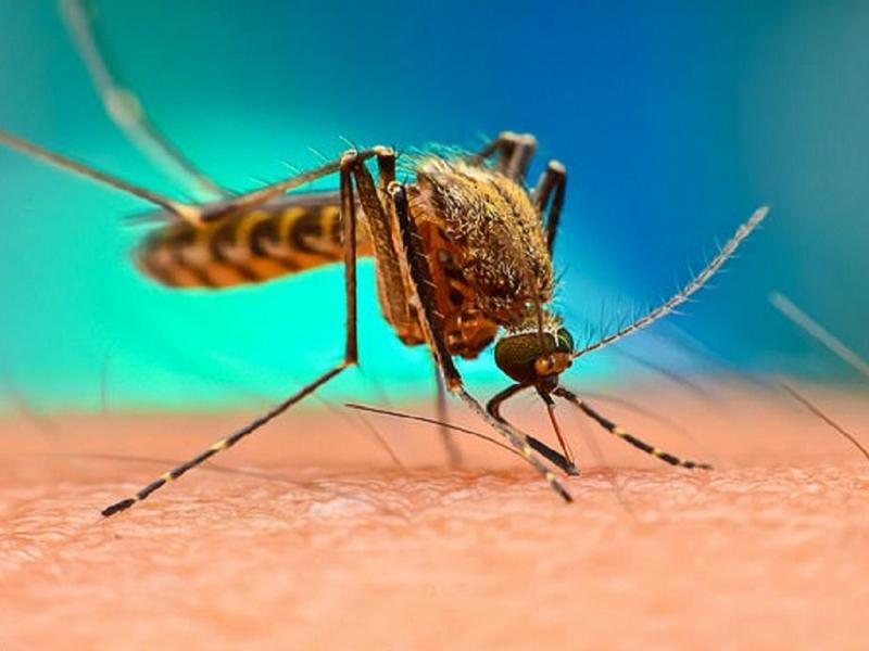 Khám Phá 15 Loài Vật Sở Hữu Quy Mô Lớn Nhất Trên Hành Tinh