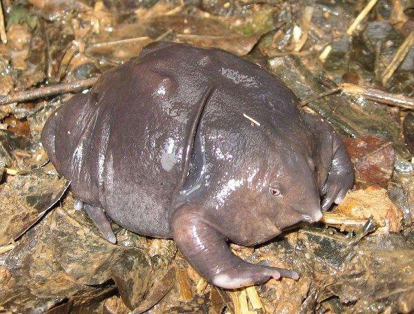 Khám Phá Top 17 Sinh Vật Xấu Xí Nhất Trên Thế Giới