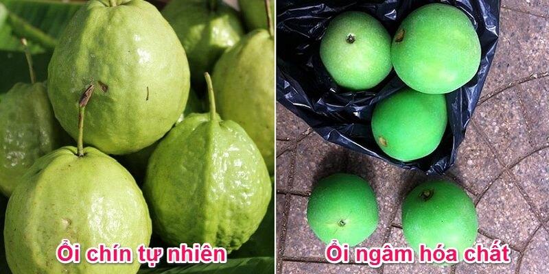 Làm sao để chọn được những quả ổi ngon, tươi sạch, không chứa hóa chất độc hại?